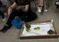 Le tartarughe protagoniste del progetto “Un mondo con gli animali” a Salemi (TP)