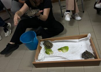 Le tartarughe protagoniste del progetto “Un mondo con gli animali” a Salemi (TP)