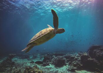Chelonia mydas non più in pericolo: la tartaruga verde passa a “Minima preoccupazione” nella Red List IUCN