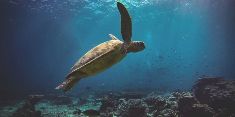Chelonia mydas non più in pericolo: la tartaruga verde passa a “Minima preoccupazione” nella Red List IUCN