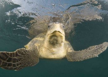 Uno studio evidenzia che i nidi di Lepidochelys olivacea sono raddoppiati lungo la costa del Maharashtra