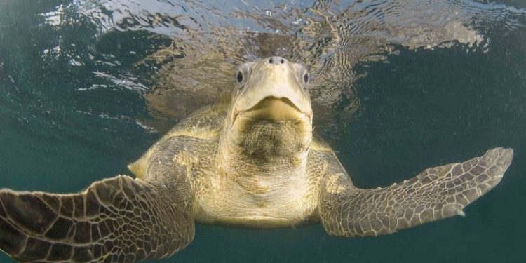 Uno studio evidenzia che i nidi di Lepidochelys olivacea sono raddoppiati lungo la costa del Maharashtra