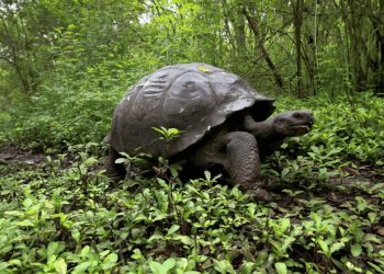 L’invasione della Cedrela odorata minaccia la migrazione a lunga distanza delle testuggini delle Galapagos