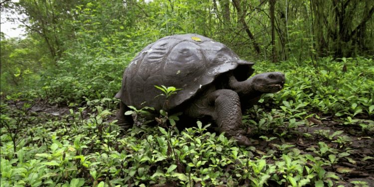L’invasione della Cedrela odorata minaccia la migrazione a lunga distanza delle testuggini delle Galapagos