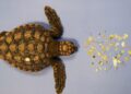 Una valutazione globale dell’abbondanza e delle caratteristiche delle microplastiche sulle spiagge di nidificazione delle tartarughe marine