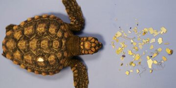 Una valutazione globale dell’abbondanza e delle caratteristiche delle microplastiche sulle spiagge di nidificazione delle tartarughe marine