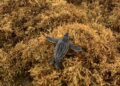 Effetti fisiologici della copertura di spiagge di Sargassum su tre specie di tartarughe marine appena nate