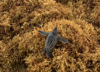 Effetti fisiologici della copertura di spiagge di Sargassum su tre specie di tartarughe marine appena nate