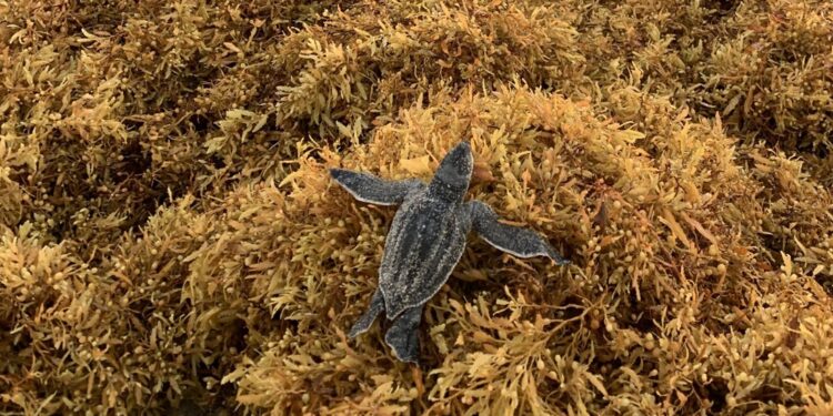 Effetti fisiologici della copertura di spiagge di Sargassum su tre specie di tartarughe marine appena nate