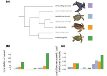 Major Histocompatibility Complex Immunogenetic Diversity Differs Substantially Across Sea Turtle Species and Genomic Regions 