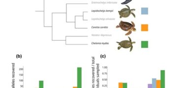 Major Histocompatibility Complex Immunogenetic Diversity Differs Substantially Across Sea Turtle Species and Genomic Regions 