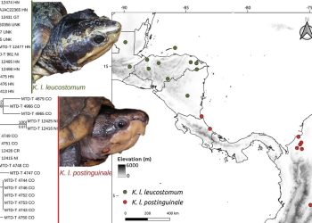 Differenze e biogeografia delle tartarughe della famiglia Kinosternidae chiarite dal sequenziamento MLST del DNA
