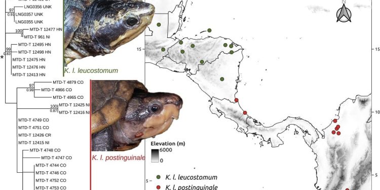 Differenze e biogeografia delle tartarughe della famiglia Kinosternidae chiarite dal sequenziamento MLST del DNA