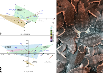 Correlazioni tra variabili geoclimatiche locali e dimensioni corporee dei piccoli di tartaruga Caretta caretta e Chelonia mydas