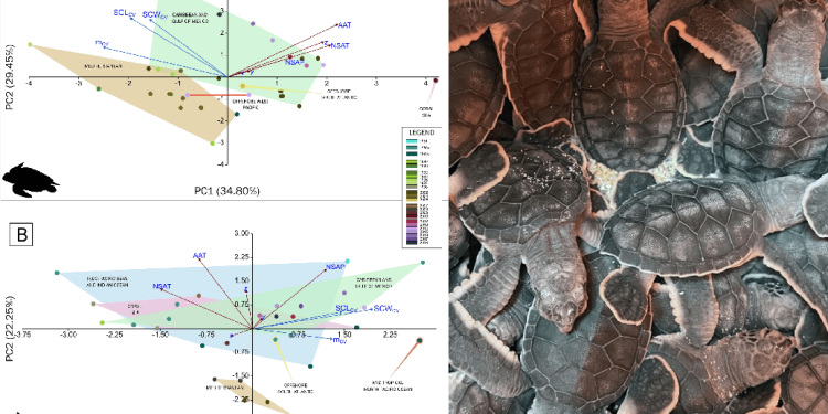 Correlazioni tra variabili geoclimatiche locali e dimensioni corporee dei piccoli di tartaruga Caretta caretta e Chelonia mydas