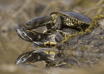 Beyond the Shell: Reviewing the Ecological and Economic Impact of Trachemys scripta in Europe Over the Past 25 Years