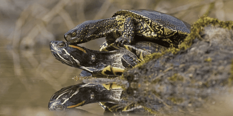 Beyond the Shell: Reviewing the Ecological and Economic Impact of Trachemys scripta in Europe Over the Past 25 Years