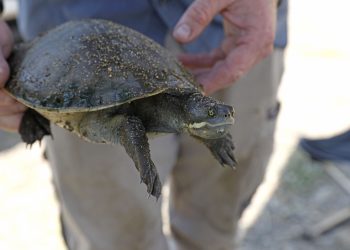 I livelli elevati di PFAS sono collegati allo sviluppo insolito di scudi nelle tartarughe d’acqua dolce appena nate e a una riduzione delle popolazioni