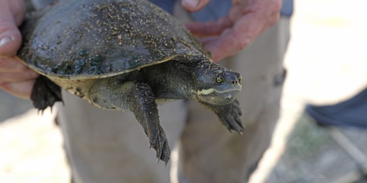 I livelli elevati di PFAS sono collegati allo sviluppo insolito di scudi nelle tartarughe d’acqua dolce appena nate e a una riduzione delle popolazioni