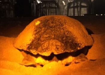 L’inquinamento luminoso notturno minaccia le tartarughe marine del Mediterraneo: percezioni degli esperti, lacune conoscitive e priorità di conservazione