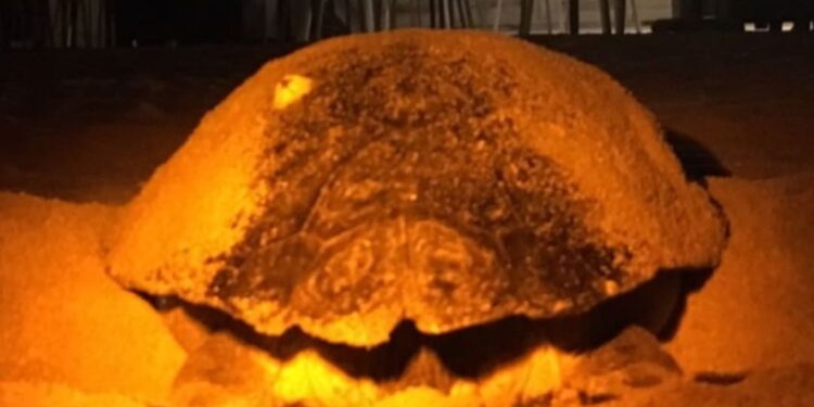 L’inquinamento luminoso notturno minaccia le tartarughe marine del Mediterraneo: percezioni degli esperti, lacune conoscitive e priorità di conservazione