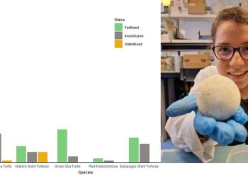 Comprensione del fallimento riproduttivo precoce nelle tartarughe e nelle testuggini