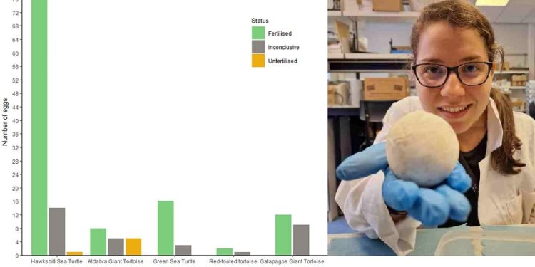 Comprensione del fallimento riproduttivo precoce nelle tartarughe e nelle testuggini