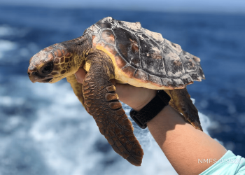 Nuove intuizioni sul comportamento delle tartarughe marine durante i “lost years”