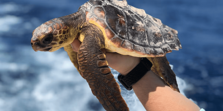 Nuove intuizioni sul comportamento delle tartarughe marine durante i “lost years”