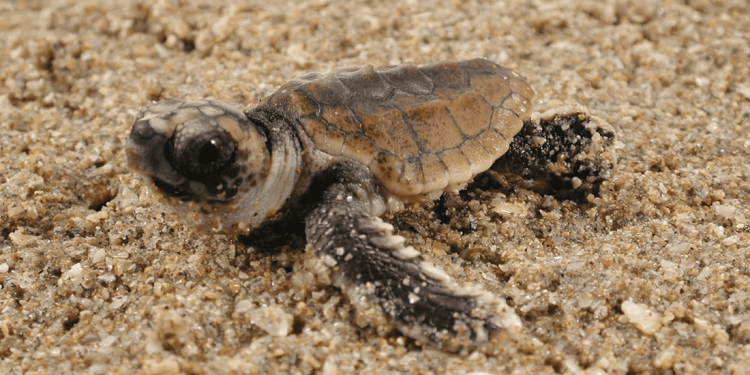 Le tartarughe “ballano”: apprendimento dei segnali delle mappe magnetiche e di due meccanismi di magnetorecezione