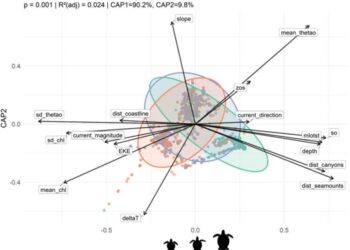 From juveniles to adults: Ontogenetic and seasonal patterns of loggerhead turtles in oceanic Mediterranean habitats