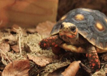 Anche le testuggini hanno un umore? La scienza sembra dire di sì