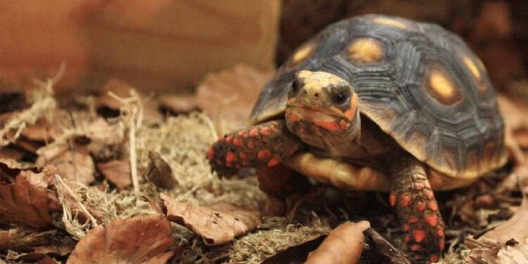 Anche le testuggini hanno un umore? La scienza sembra dire di sì