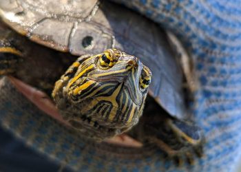 Un progetto promosso da studenti universitari rivela gli effetti della siccità sulle cosiddette “tartarughe dipinte”