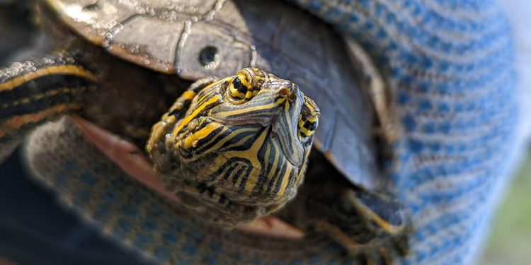 Un progetto promosso da studenti universitari rivela gli effetti della siccità sulle cosiddette “tartarughe dipinte”