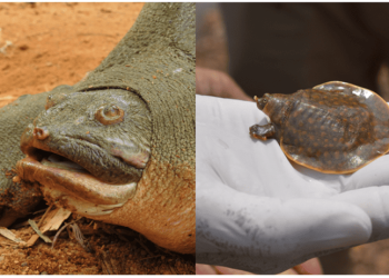 Utilizzate le conoscenze locali per determinare lo status della tartaruga gigante dal guscio molle di Cantor, nel Kerala (IN)