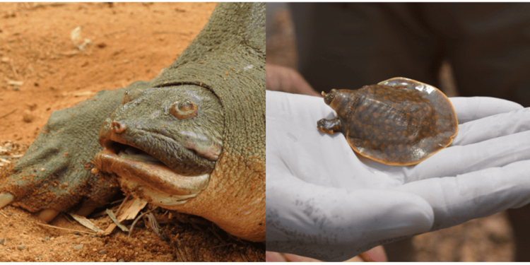 Utilizzate le conoscenze locali per determinare lo status della tartaruga gigante dal guscio molle di Cantor, nel Kerala (IN)