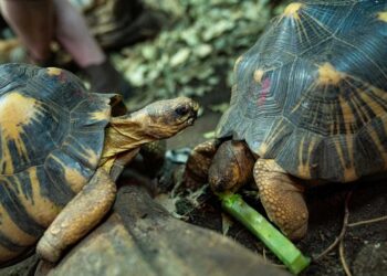Secondo un nuovo studio, le tartarughe raramente si ammalano di cancro