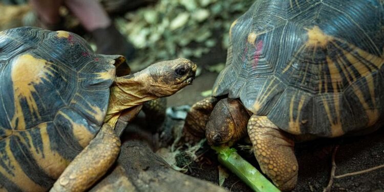 Secondo un nuovo studio, le tartarughe raramente si ammalano di cancro