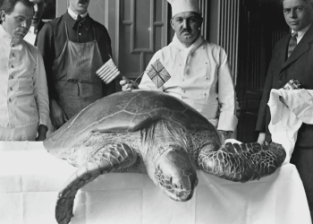 Il governo delle Cayman ufficializza i nuovi simboli nazionali: uno di questi è lo stufato di tartaruga