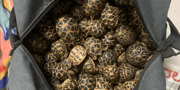 Il conducente di un autobus intercetta 218 testuggini stellate indiane nascoste in alcuni bagagli e pronte per essere contrabbandate