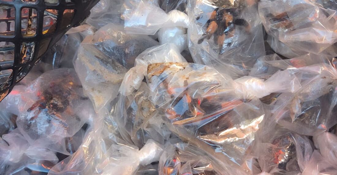 95 animali chiusi nella plastica: sequestrate 75 tarantole e 20 tartarughe in un autobus