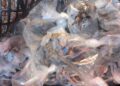 95 animali chiusi nella plastica: sequestrate 75 tarantole e 20 tartarughe in un autobus