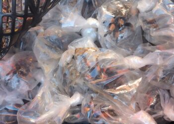 95 animali chiusi nella plastica: sequestrate 75 tarantole e 20 tartarughe in un autobus