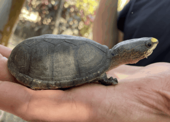 La piccola tartaruga di Vallarta è diventata il nuovo “oro verde” per i trafficanti