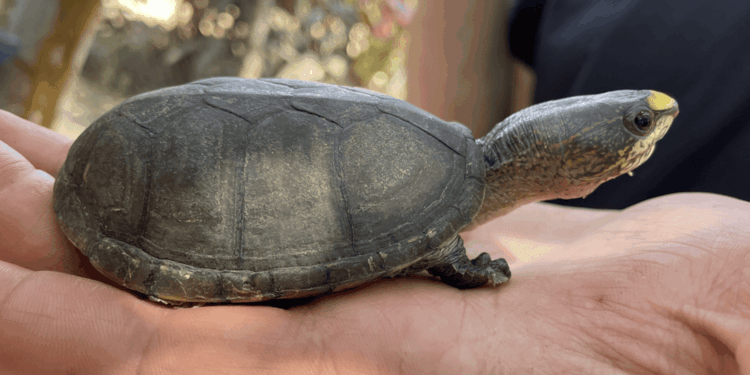 La piccola tartaruga di Vallarta è diventata il nuovo “oro verde” per i trafficanti