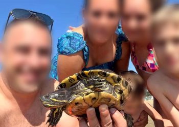 Trovano in mare una tartaruga d’acqua dolce ma la scambiano per una baby tartaruga marina e la riportano al largo