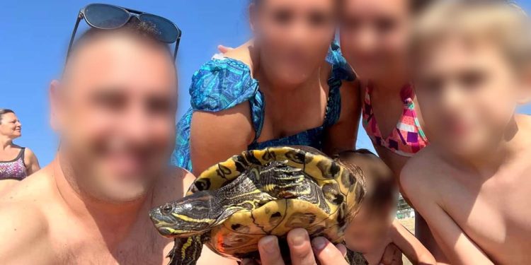 Trovano in mare una tartaruga d’acqua dolce ma la scambiano per una baby tartaruga marina e la riportano al largo