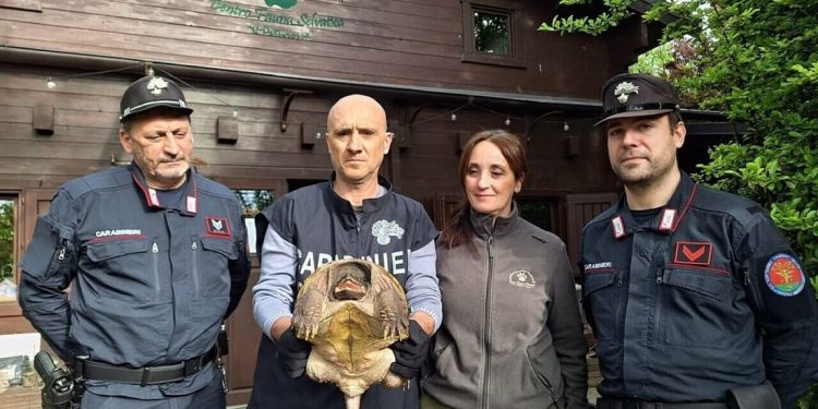 Tartaruga azzannatrice abbandonata nel modenese: indagini per risalire al responsabile