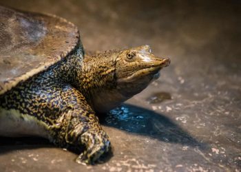 Secondo uno studio, l’animale più canadese non è il castoro o l’alce, bensì la tartaruga dal guscio molle spinosa